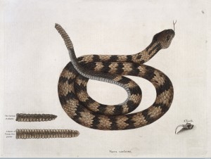 Rattle-snake with section of rattle and tooth, from Mark Catsby, (1731) The Natural History of Carolina, Florida, and the Bahama Islands. Credit: Wellcome Library, London. Wellcome Images