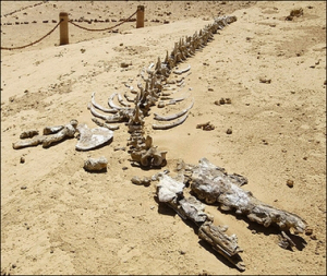 A 40 million year old whale fossil from “whale valley” in Egypt not far from Cairo. Here hundreds of whale fossils lie exposed in this wind eroded valley. These whales where large headed toothed whales that are not alive today.  Many of these would have been exposed for ancient Egyptians to see and wonder what animal they were associated with.  (AFP/File/Cris Bouroncle)